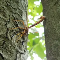 Greene's Giant Ichneumonid Wasp thumbnail 2