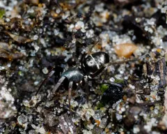 Glossy Ant-spider thumbnail 2