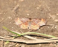 Dark-ribboned Wave Moth thumbnail 3