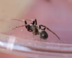 Glossy Ant-spider thumbnail 4