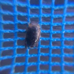 Dingy Diver thumbnail 2