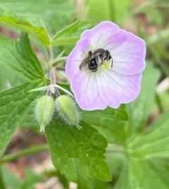 Cranesbill Miner thumbnail 2