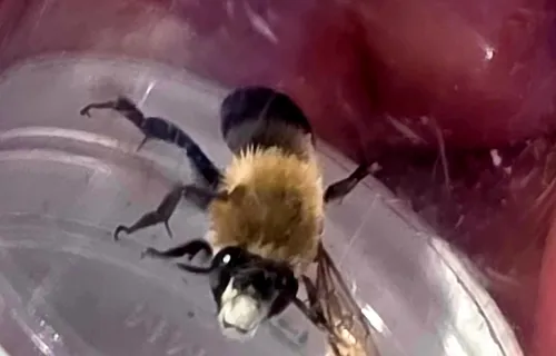 Habropoda tristissima