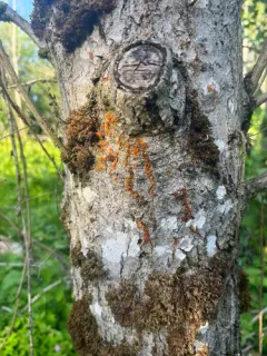 Cytospora Canker thumbnail 2
