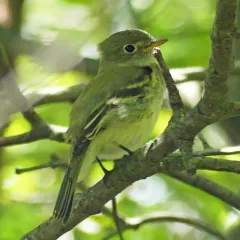 Yellow-bellied Flycatcher thumbnail 3