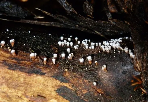 Calathella eruciformis
