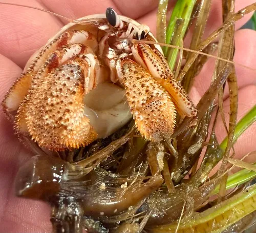 Armed Hermit Crab