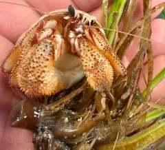 Armed Hermit Crab thumbnail 1