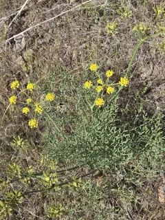Yakama Biscuitroot thumbnail 3