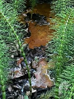 Gallionella ferruginea thumbnail 3