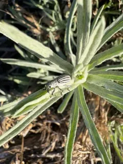 Myrmex lineatus thumbnail 3