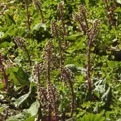 Common Butterbur thumbnail 4