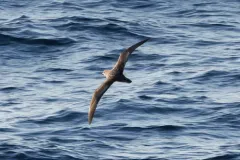 Murphy's Petrel thumbnail 3