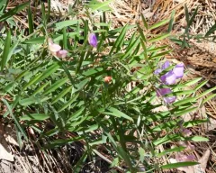 Fewflower Pea thumbnail 4