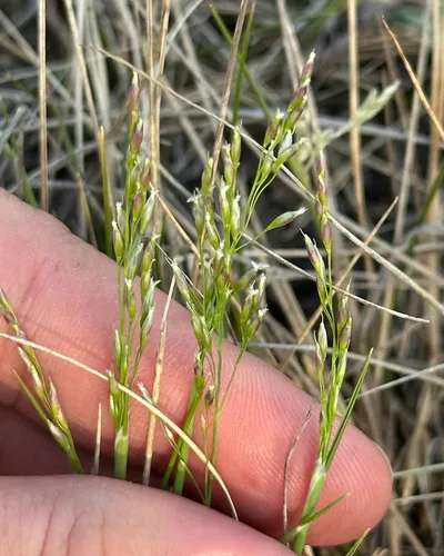 Mountain Ricegrass