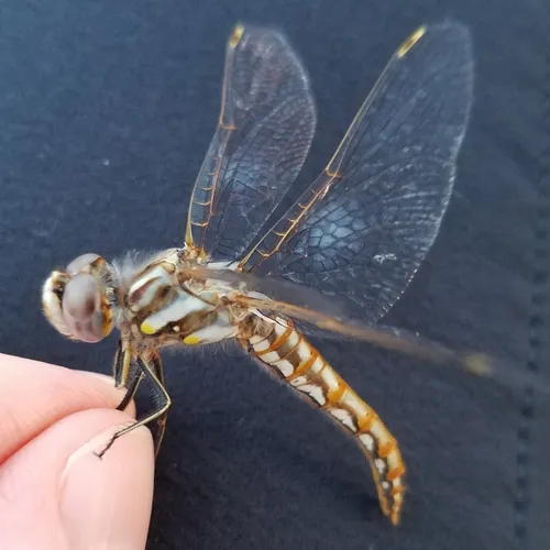 Variegated Meadowhawk