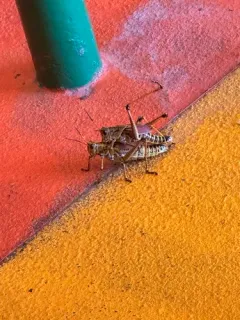 Eastern Lubber Grasshopper thumbnail 2