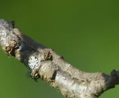 Aholibah Underwing Moth thumbnail 4