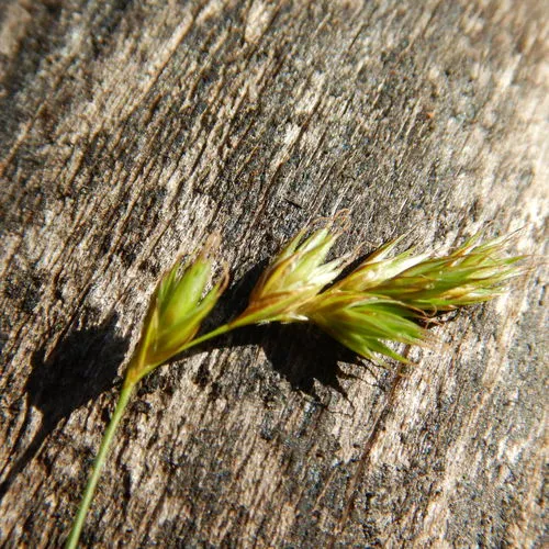 northern meadow sedge