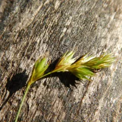 northern meadow sedge thumbnail 1