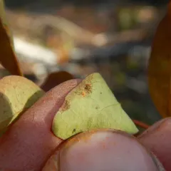 Comandra Blister Rust thumbnail 4