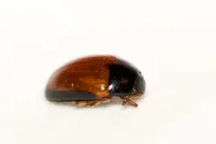 Tritoma mimetica thumbnail 1