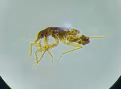 Ceratocombus vagans thumbnail 2