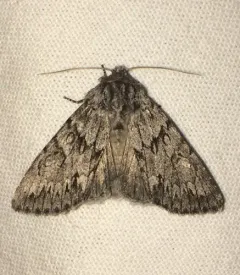 Canadian Giant Moth thumbnail 3
