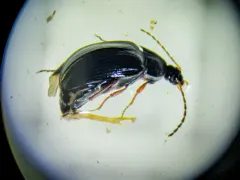 Pseudocistela brevis thumbnail 3