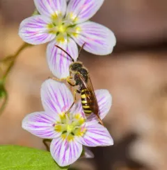 Black-and-yellow Nomad Bee thumbnail 1