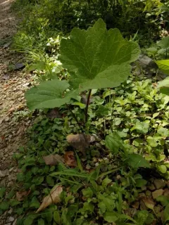Great Indian Plantain thumbnail 2