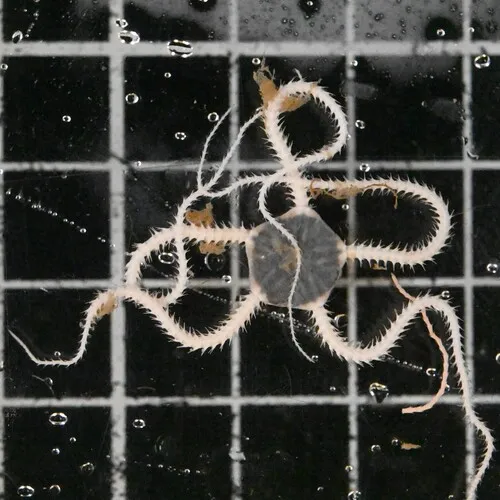 Amphilepis patens