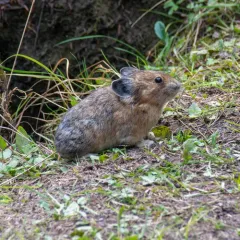 American Pika thumbnail 4