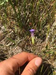 Macoun's gentian thumbnail 2