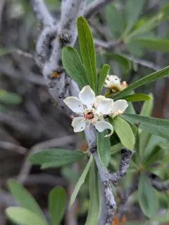 wild crab apple thumbnail 2