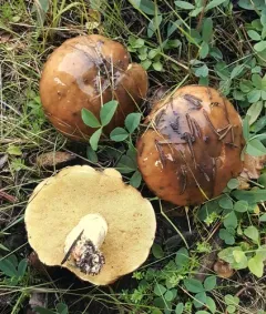 Short-stalked Suillus thumbnail 2