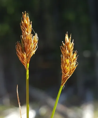bog hare sedge