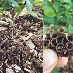 fluted bird's nest fungus thumbnail 3