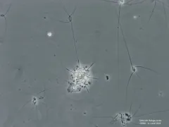 Octactis speculum thumbnail 4