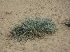 lyme grass thumbnail 4