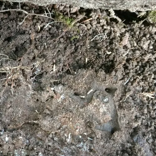 Eastern Subterranean Termite