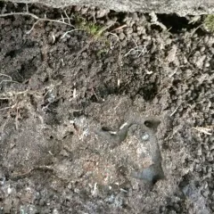 Eastern Subterranean Termite thumbnail 1