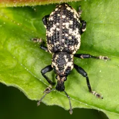 Lily Weevil thumbnail 4