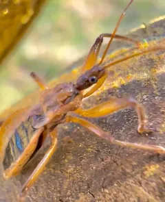 Fitchia aptera thumbnail 3