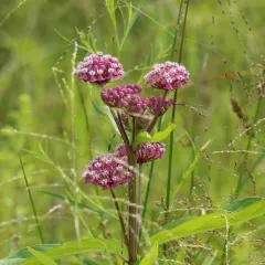 swamp milkweed thumbnail 2