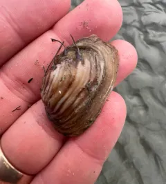Northwest Ugly Clam thumbnail 4