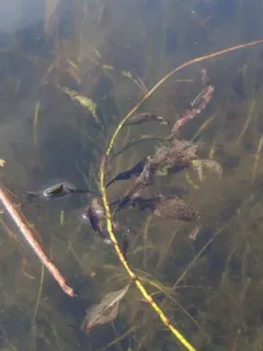 Spotted Pondweed thumbnail 2