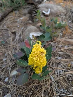 Pygmy Oregon Grape thumbnail 4