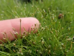 Small Spikerush thumbnail 1