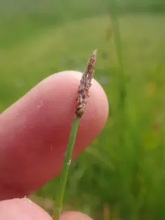 Creeping Spikerush thumbnail 2
